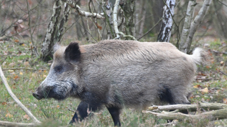 Record levels of radiation found in Swedish wild boar 32yrs after Chernobyl