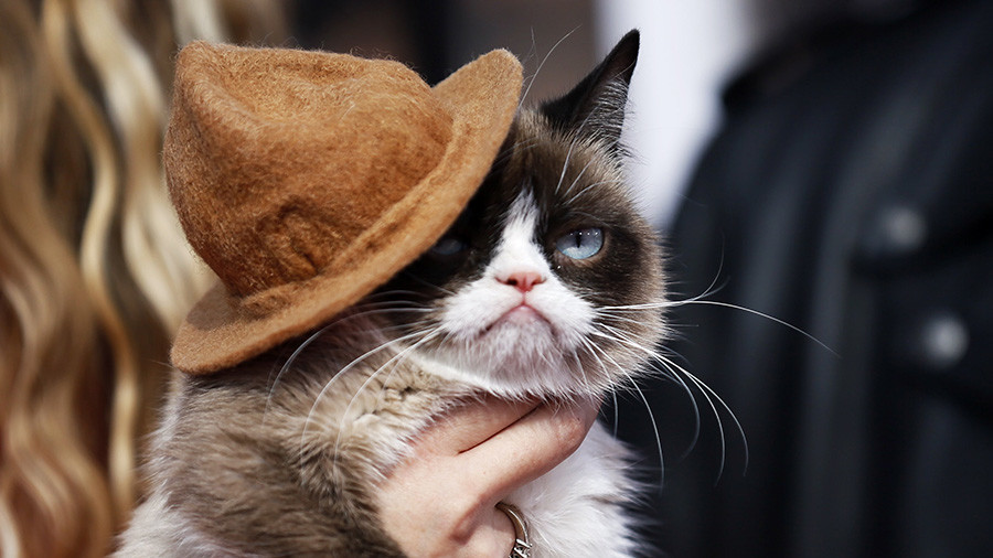 Grumpy Cat wins $710,000 payout in copyright dispute
