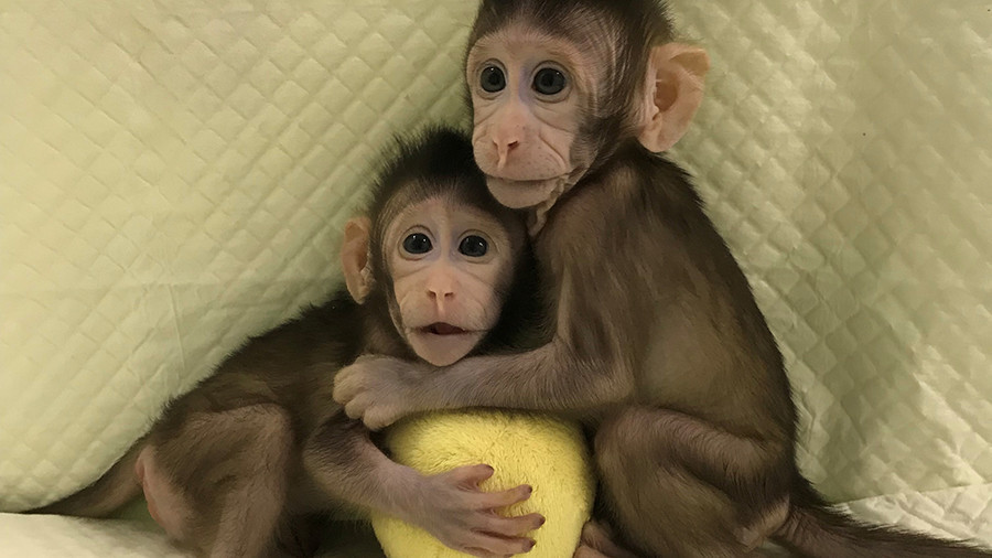 Scientists clone primates for 1st time, are humans up next? (PHOTOS, VIDEOS)