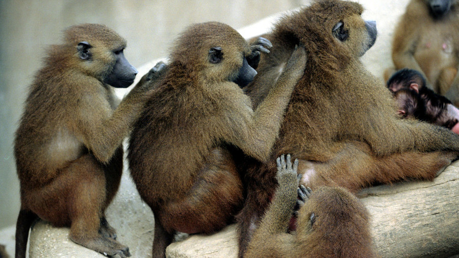 Mass baboon escape sparks evacuation of Paris zoo