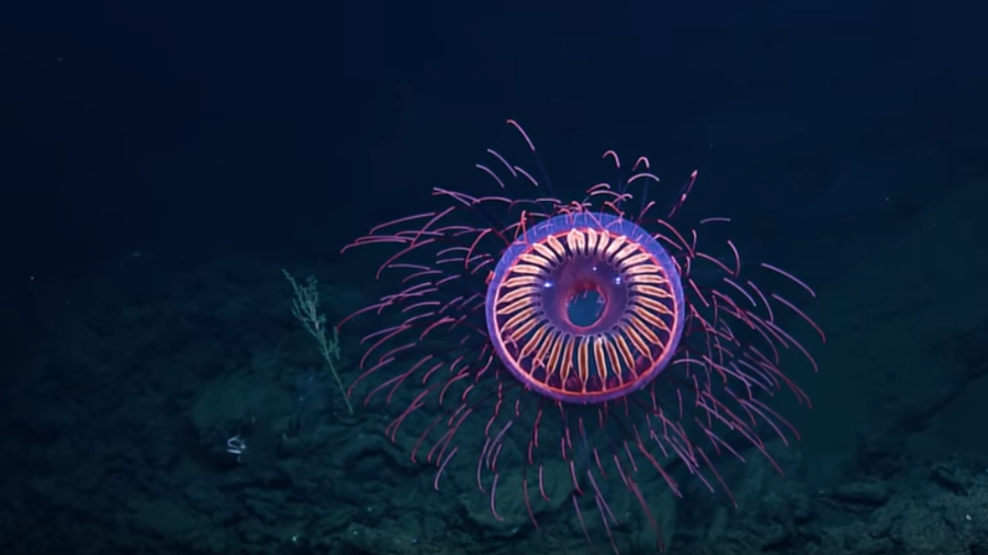 WATCH: Jellyfish looks like underwater firework in rare footage