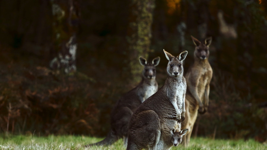 ’Roo must be kidding: Cyclist body slammed by marauding marsupial (VIDEO)