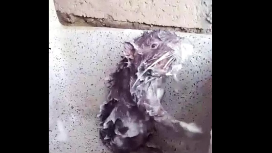 Deodor-rat: Real-life Ratatouille showers like a human (VIDEO)