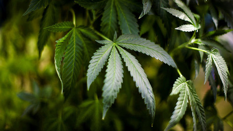 Vermont to become 1st state to legalize marijuana via legislature 