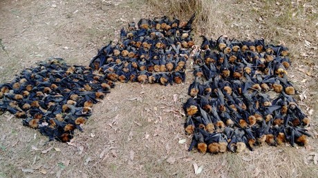 ‘Dreadful & heartbreaking’: 100s of ‘boiled’ bats fall from sky amid Australian heat wave (PHOTOS)