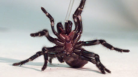 Venomous spiders earmarked for ‘milking’ escape egg sack in spine-chilling video