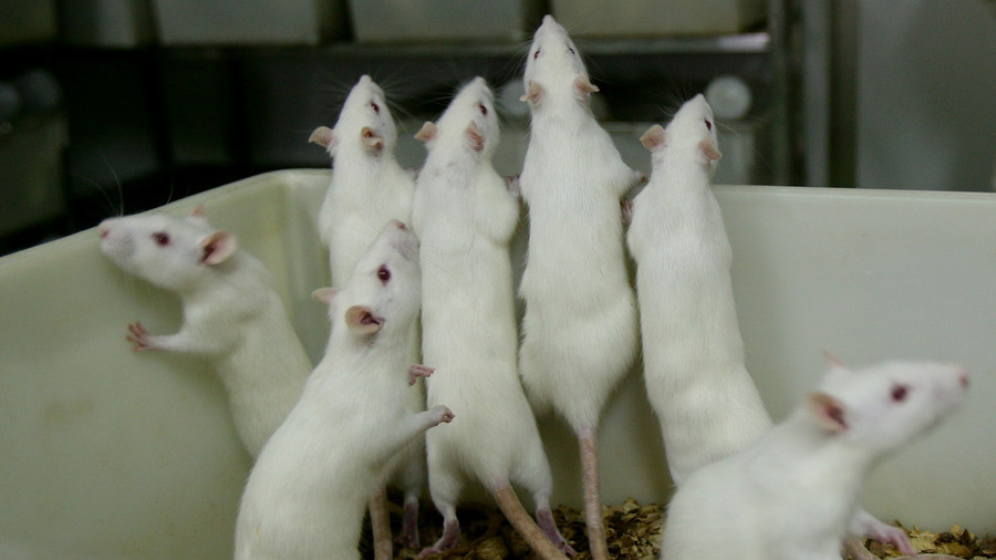 Two-part cancer treatment ‘eliminates tumors in mice’ –  study