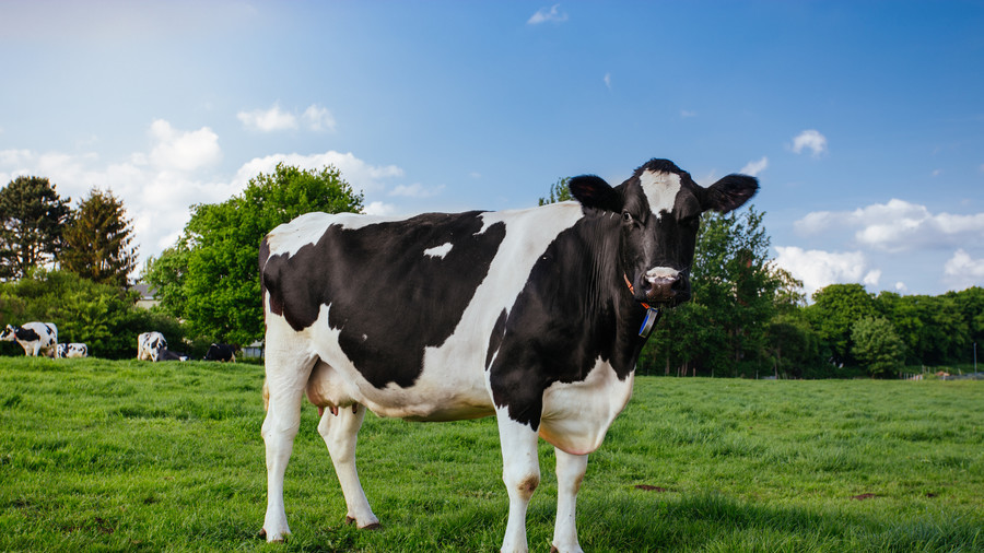 What’s your beef? Criminal cow caught stealing post (VIDEO)