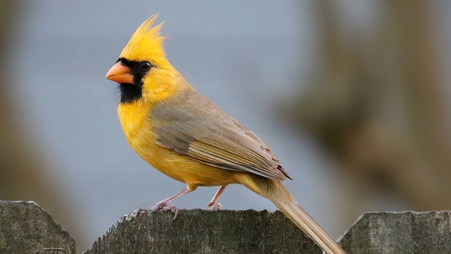 Rare ‘1-in-a-million’ Yellow Cardinal spotted in Alabama (PHOTOS)