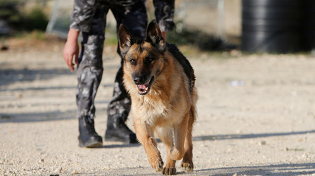 ‘I bled for 2.5 hours’ – Palestinian schoolteacher recounts brutal IDF dog attack
