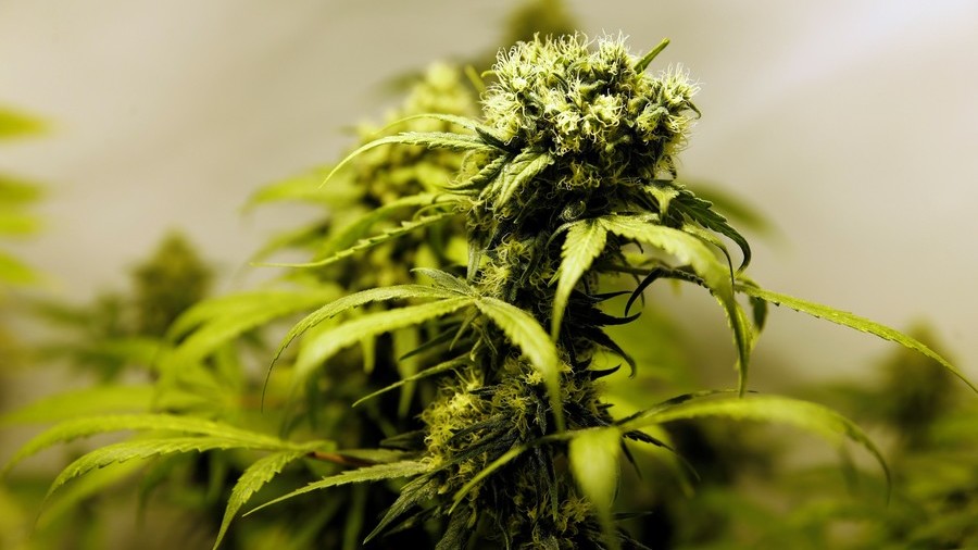 UK is world’s largest legal cannabis producer, UN reveals