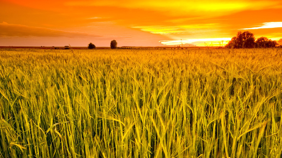 Russian farmers feeding half the world thanks to biggest grain harvest ever