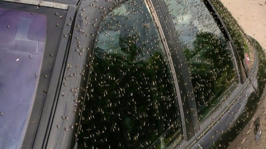 Swarms of mosquitoes terrorize people & kill animals in southwest Russia (PHOTOS, VIDEO)
