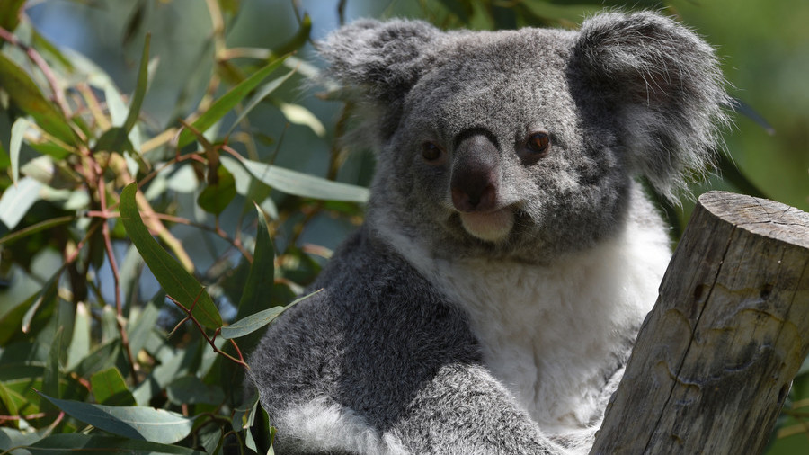 Only Down Under: Koala caught fishing on Aussie river bank (VIDEO)