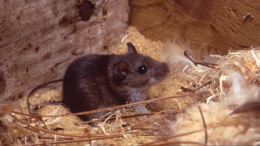 Burger King outlet shuts down after footage of mice crawling on buns goes viral (VIDEO)