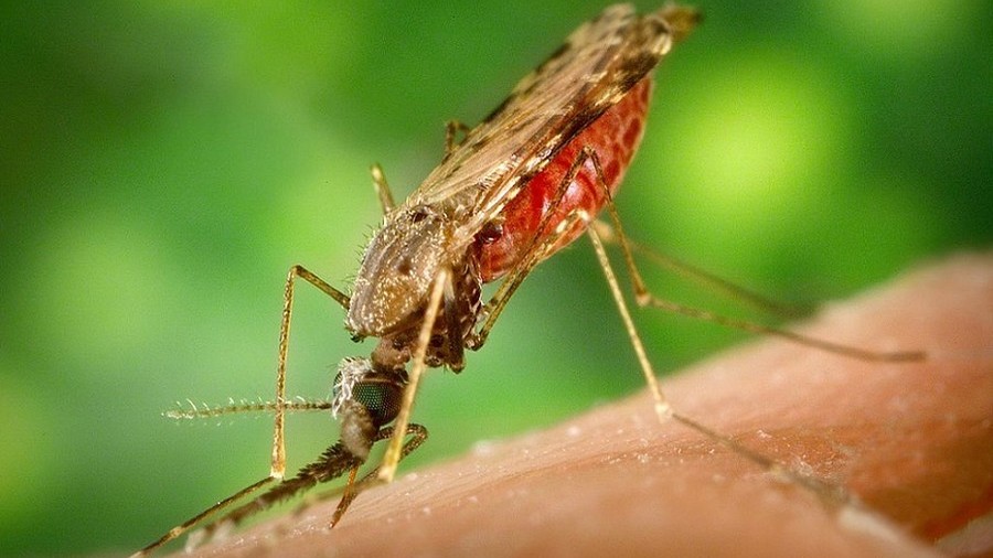 Sex pests: Bill Gates to fund modified mosquitoes in bid to wipe out malaria