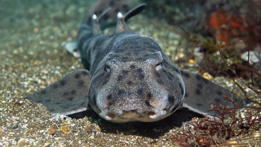 Texas cops notch up another bizarre call-out as fish-lover masterminds shark-nap from aquarium