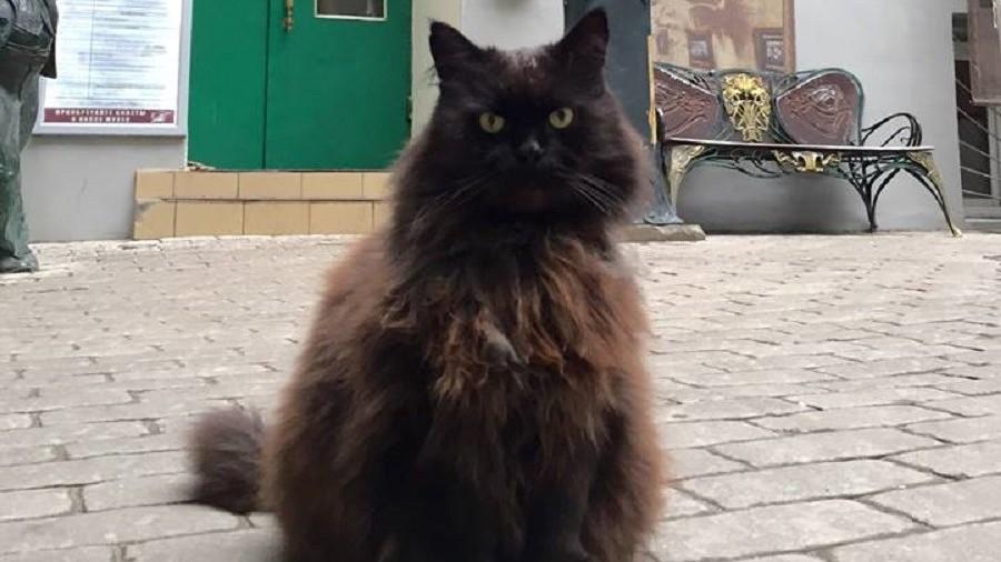 Missing: One semi-demonic black cat from Bulgakov House museum plagued with mystery