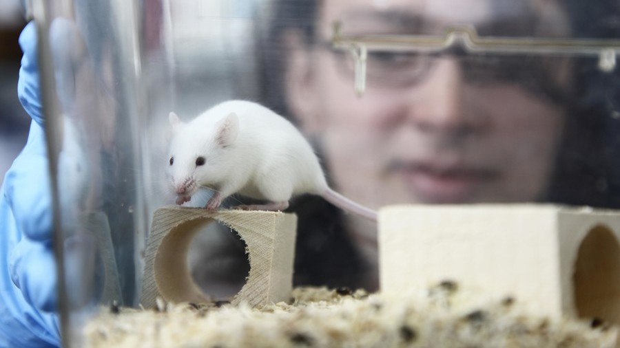FDA to use aborted fetus parts to breed ‘humanized mice,’ pro-life lobby outraged