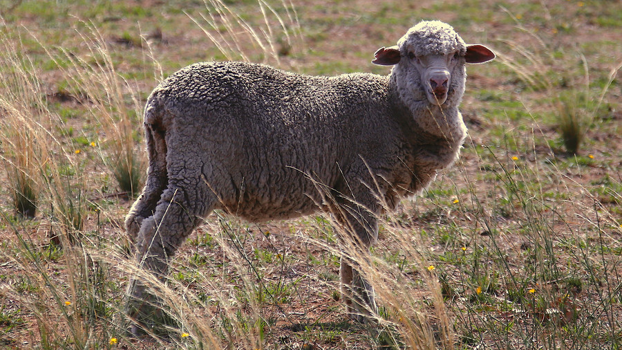 Radioactive sheep boost claims of secret Israeli nuke test
