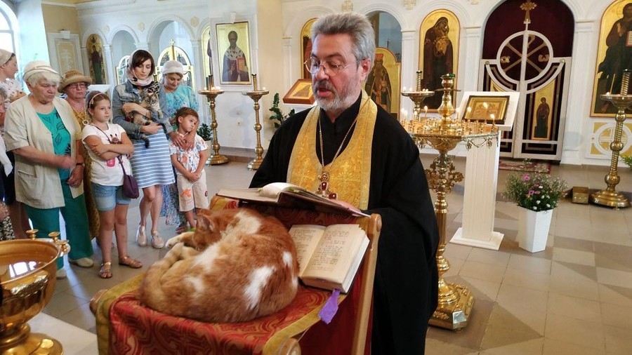 Pet-loving priest blesses dozens of cats in first ever prayer service for stray animals (PHOTOS)