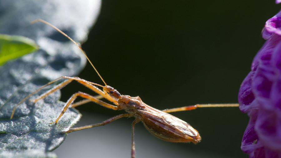 Medics warn of dangerous ‘kissing bug’ disease as 300,000 Americans already infected