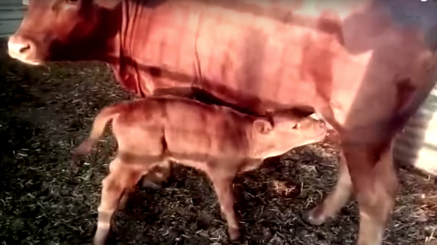 ‘End of days’: Birth of red heifer in Israel may signal coming of Messiah, Hebrew scholars say