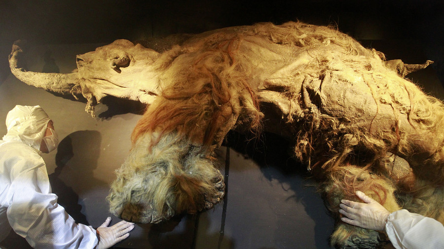 Cloned woolly mammoths will roam Siberia again within a decade, region head predicts