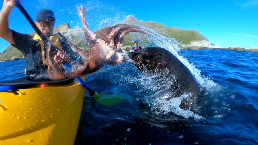 Seal slaps kayaker across the face with live octopus (VIDEO)