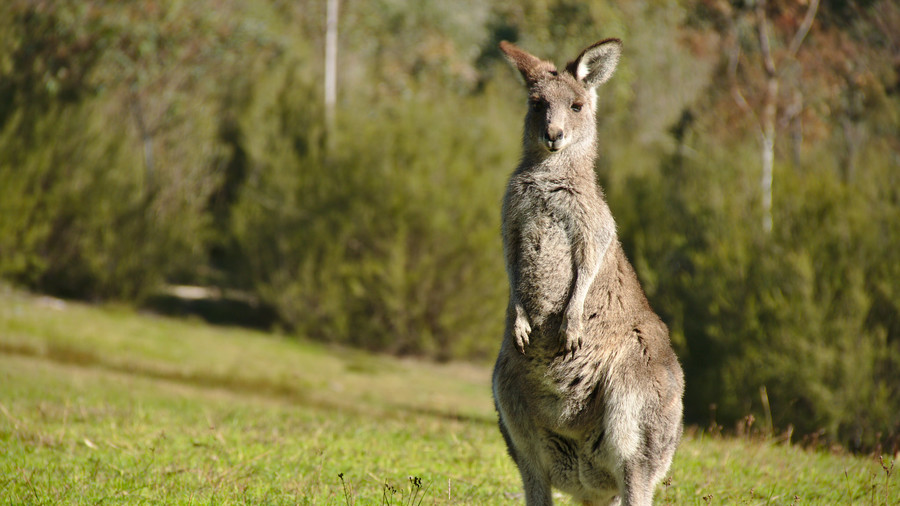 Raging roo: Woman savagely beaten by massive marsupial