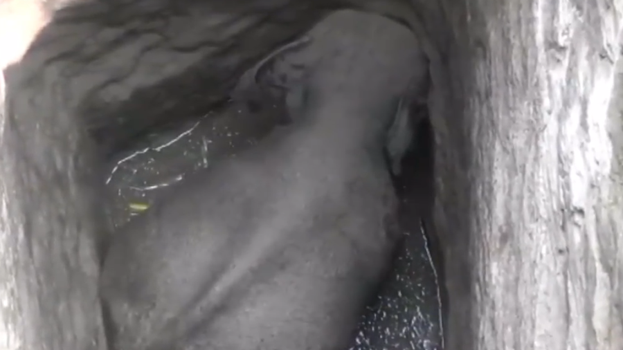 Alarmed locals stage risky rescue to save elephant trapped in well (VIDEO)
