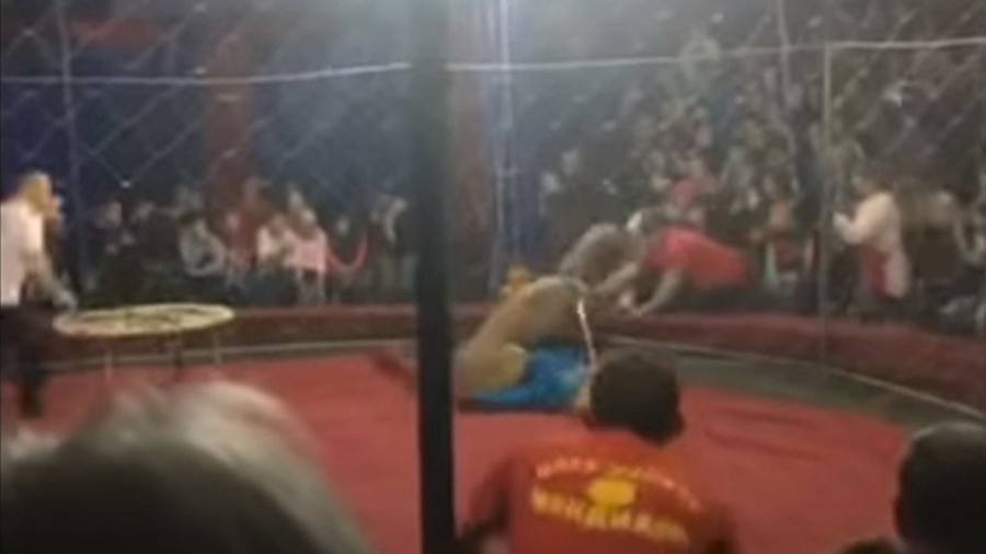 Circus horror: Lioness attacks 4yo girl during show (VIDEO)