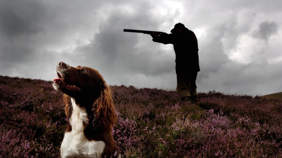 Paws for thought: ‘Good dog’ shoots owner in the chest on way to hunt