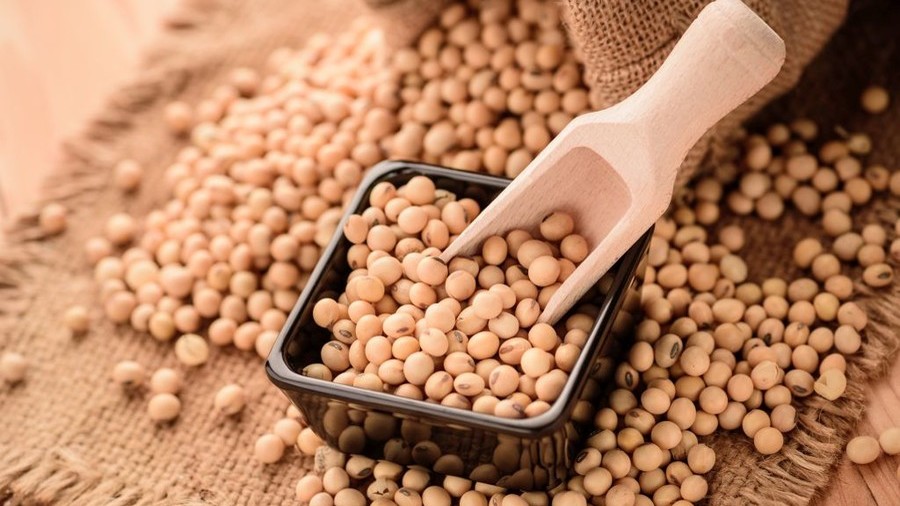 Russia to replace US soybean exports to China amid escalating trade war