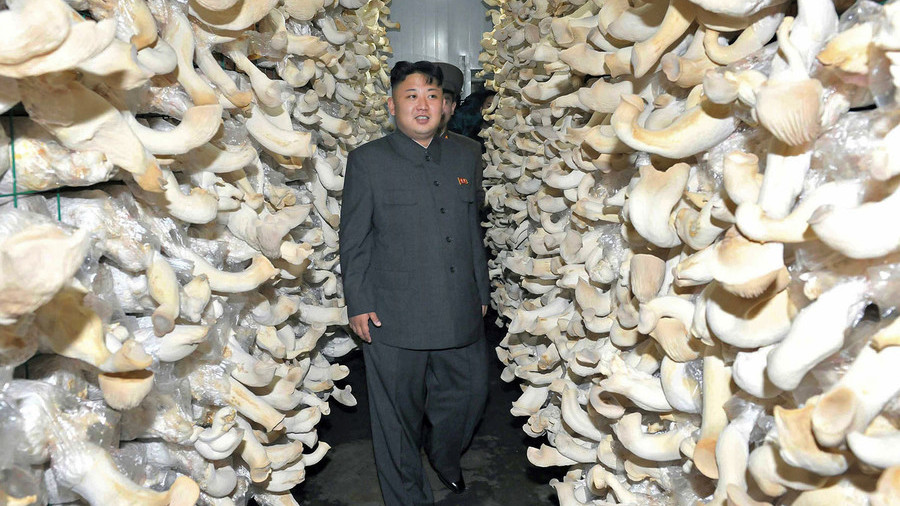 Kim’s prized mushrooms safe to eat, Seoul says after radiation test of North Korea gifts — RT