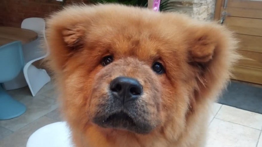 #FreeBungle: Thousands call on cops to release young dog from puppy jail