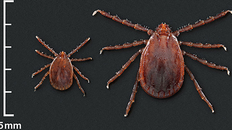 ‘We’re losing this battle’: CDC warns of growing infestation of potentially deadly tick across US
