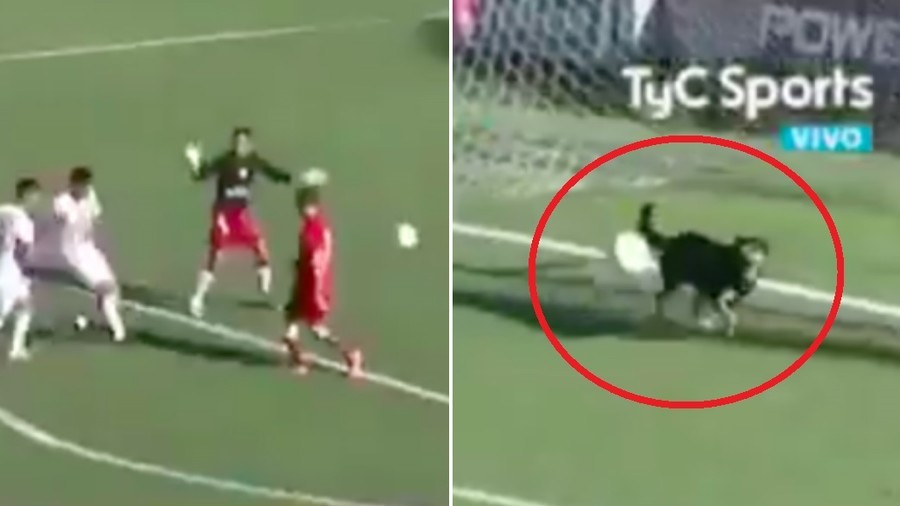 Perfect timing: Stray dog makes miraculous last-gap save in Argentinian league game (VIDEO)