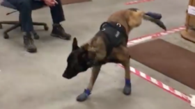 K-9 conundrum: Police dog struggles to get to grips with new winter shoes (VIDEO)