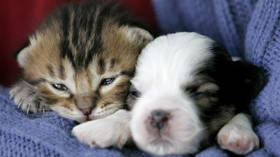Puppy & kitten sales to be banned in British pet shops