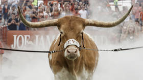 Mascot madness: Huge longhorn steer charges at bulldog before US college football game (VIDEO)