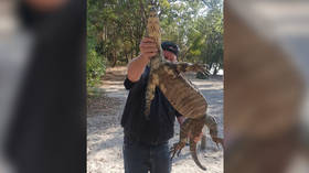 Snake wrangler tackles giant lizard who savaged girl in ‘nasty’ attack (VIDEO)