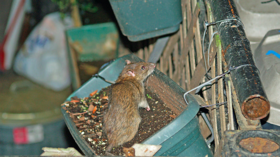Rats running rampant in Rome as city suffers rodent population explosion