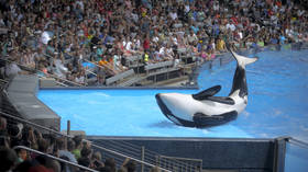PETA leads outrage after killer whale at SeaWorld dies in 'prime of life' from mysterious illness