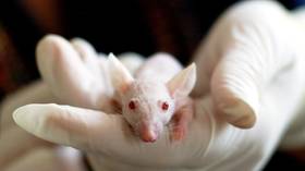 Human limbs soon? Scientists regrow mice toes in major regenerative breakthrough
