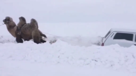 Snowed-in Russian driver rescued by CAMEL in hilarious road VIDEO