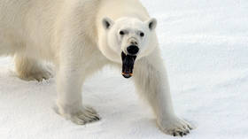 Russian Arctic town suffers POLAR BEAR INVASION, dozens of predators ‘won’t go away’ (VIDEOS)
