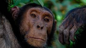Chimpanzee sign language points to universal laws of communication