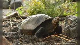 Giant tortoise feared extinct for over 100 years found on Galapagos Islands (PHOTOS)