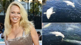 Pamela Anderson asks Putin to order release of orcas and belugas from ‘whale jail’